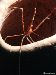 Coming out for a look is an Arrow Crab. This photo was ta... by Steven Anderson 